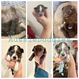 Poodle Puppies from Caboodles Of Poodles