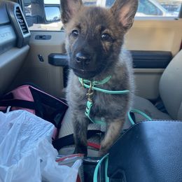 Dutch Shepherd Puppies from Mill Iron Dutch Shepherds
