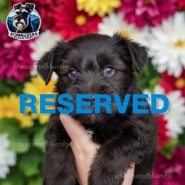 RESERVED - Liver female Miniature Schnauzer puppy in Spruce Pine, North Carolina from Schnauzers of Blue Ridge