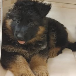 "Yellow girl Kizzi vom Schonwasser, 2022" German Shepherd Puppies from Schonwasser Shepherds