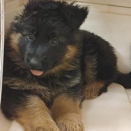 "Yellow girl Kizzi vom Schonwasser, 2022" German Shepherd Puppies from Schonwasser Shepherds