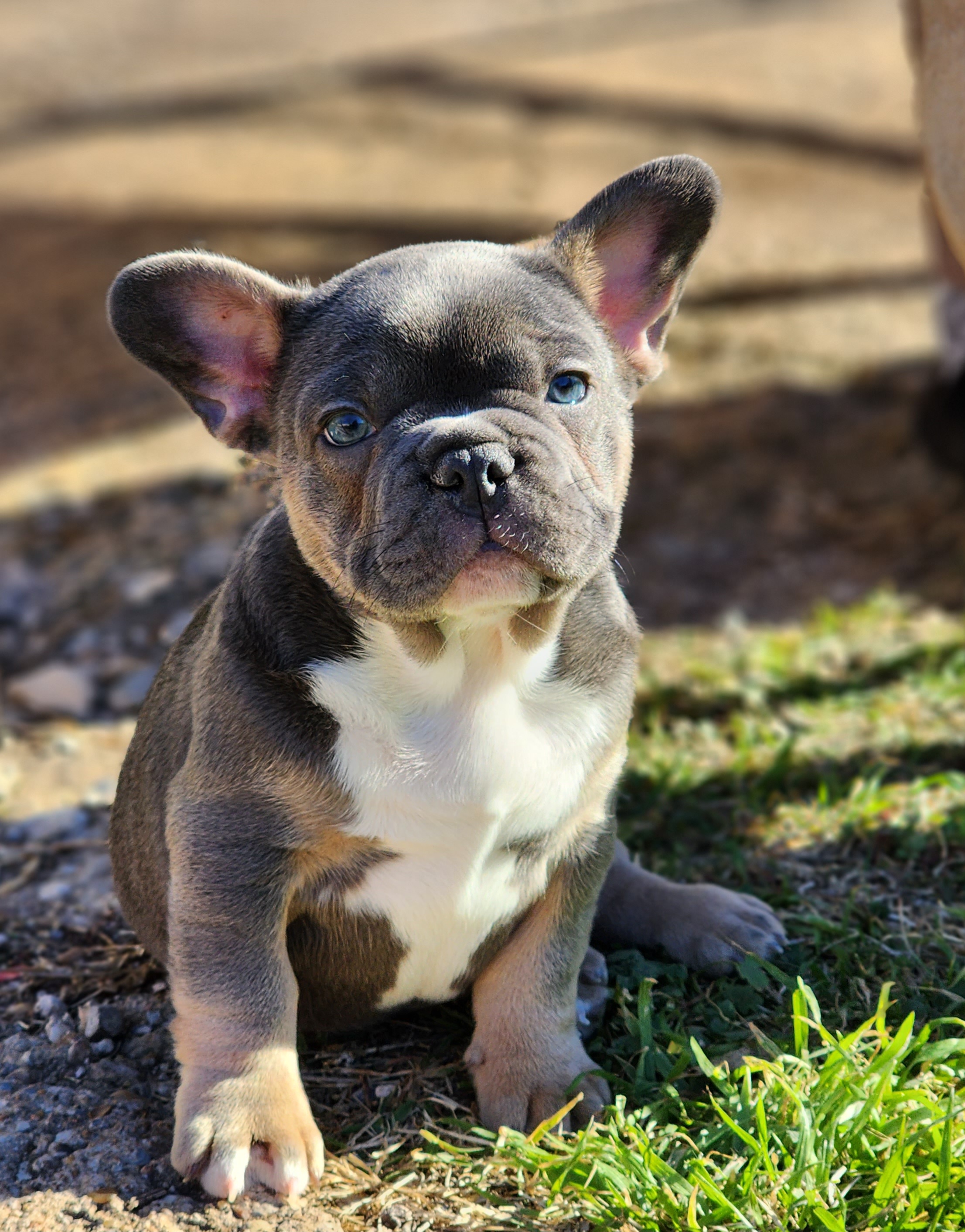 French Bulldog Puppies from BF Frenchie's