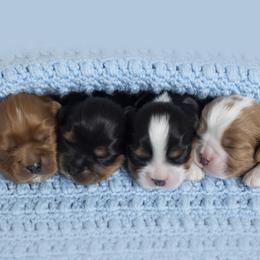 Brittany and Cavalier King Charles Spaniel Puppies from Katy Cavaliers & Barefoot Days Brittanys