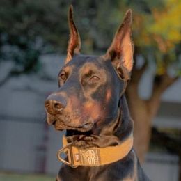 Caliber - Doberman Pinscher