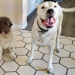 Lagotto Romagnolo Puppies from Crescendo Lagotto Romagnolos