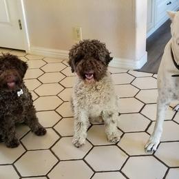 Lagotto Romagnolo Puppies from Crescendo Lagotto Romagnolos