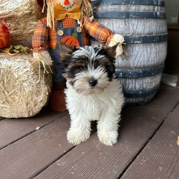 Mark - Biewer Terrier puppy from Stoll'n Kisses Biewers