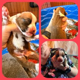 Red boy - Fawn male Boxer puppy in Evington, Virginia from Buffalo Creek Boxers