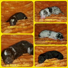 Bernedoodle Puppies from Foothills Family Doodles