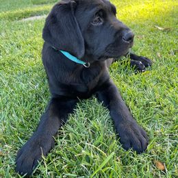 Labrador Retriever Puppies from OC Labradors