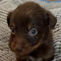 Ember - Red tri-color female Australian Shepherd puppy in Albertville, Alabama from Salt Creek Aussies