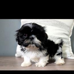 Cal - Black and white male Shih Tzu puppy in West Pawlet, Vermont from Morgan's Shih Tzus