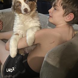 Australian Shepherd and Miniature American Shepherd Puppies from Alolan Angel Aussies