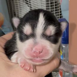 River - Black and white female Pomsky puppy in Spring Hill, Florida from PDQ Pomskies