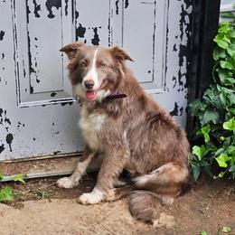 Phoebe - Border Collie