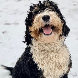 Albert - Bernedoodle