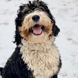 Albert - Bernedoodle