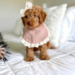 Lyric purple collar - Apricot female Goldendoodle puppy in Queen Creek, Arizona from Sunny Doodles