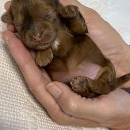 Pink collar - Merle female Shihpoo puppy in Millsap, Texas from Gaston’s Posh Poodles and Doodles