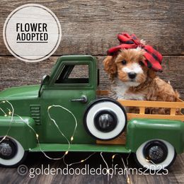 Flower - Apricot female Goldendoodle puppy in Hyrum, Utah from Goldendoodledoo Farms