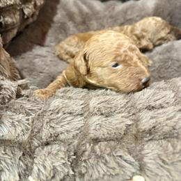 Biscuit - Red  male Poodle puppy in Utica, Ohio from Poodle Me Crazy