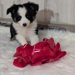 Cooper - Black tri male Miniature Australian Shepherd puppy in Lufkin, Texas from Texas Lil Cowdogs