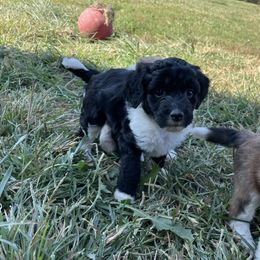 Willow - White - Black & White  Girl - Aussiedoodle puppy from Doodle Dandy