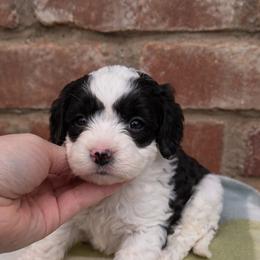 Finn - Black and white male Cavapoo puppy in Sacramento, California from Lipscomb Doodles