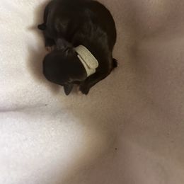 Gray collar - Black female Shorkie puppy in Staten Island, New York from Sensational Shorkies