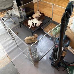Brussels Griffon, Chihuahua, and French Bulldog Puppies from BZB Griffs