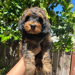 Brookie - Tri-color female Australian Labradoodle puppy in Orange, California from Little Kingdom Doodles