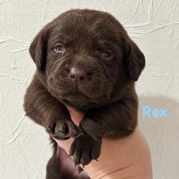 Rex - Chocolate male Labrador Retriever puppy in Tomahawk, Wisconsin from Mahner Labs