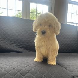 Little boy - Cream male Australian Labradoodle puppy in Morristown, New Jersey from English Manor Labradoodles