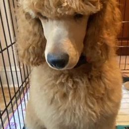 Poodles from Sheila Knutson