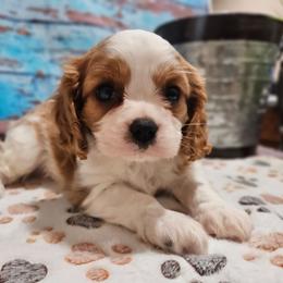 Cody - AKC - Blenheim male Cavalier King Charles Spaniel puppy in Lebanon, Missouri from Leerose Puppies