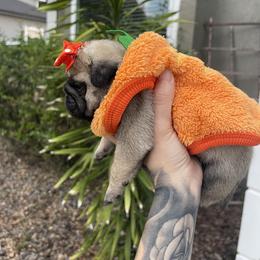 Bulldog and Pug Puppies from The Pugarazzi