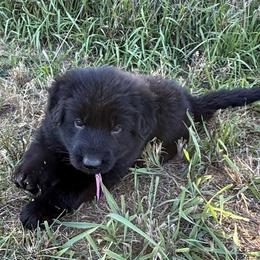 Puma Pink black female - Black female German Shepherd puppy in Herrick, South Dakota from Dakota Shepherds Kennels