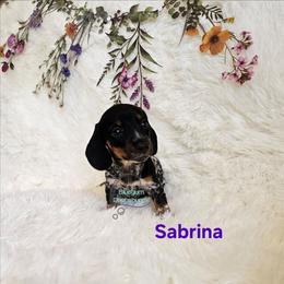 Sabrina black pie girl 2 - Piebald female Dachshund puppy in Herald, California from Bluegum Dachshunds
