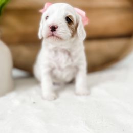 Cavapoo Puppies from Ruby's Cavapoos