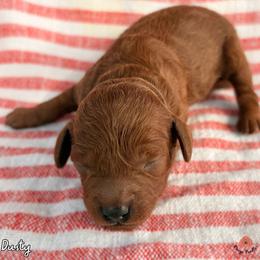 Dusty - Red  male Poodle puppy in Florida from Rouge Poodles