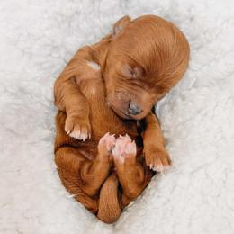 Dolly - Red  female Goldendoodle puppy in Iola, Texas from Supreme Doodles of Texas