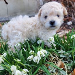 Poodle Puppies from Caboodles Of Poodles