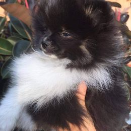 Pomeranian Puppies from Azur Pomeranians