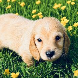 Winston - Cream male Dachshund puppy in Salem, Oregon from Longdox Mini Dachshunds