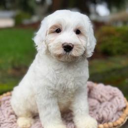 Yellow - Chalk male Australian Labradoodle puppy in Auburn, Washington from West Valley Labradoodles