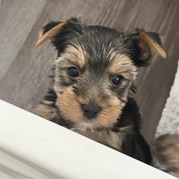 Mika - Black and tan female Yorkshire Terrier puppy in Laughlin, Nevada from Dani’s Yorkie’s