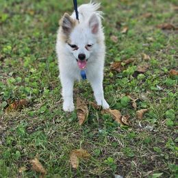 Nemo - Pomeranian