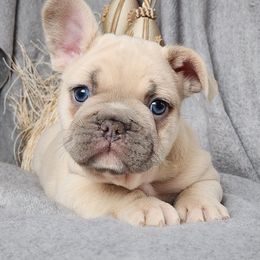 Chase - French Bulldog puppy in Hartford, Connecticut from French Bulldogs Planet