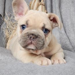 Chase - French Bulldog puppy in Hartford, Connecticut from French Bulldogs Planet