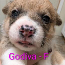 Godiva - Red female Pembroke Welsh Corgi puppy in Berkeley Springs, West Virginia from Hummingbird Farm